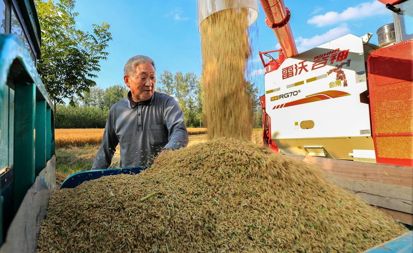 宿遷市沭陽(yáng)縣錢(qián)集鎮(zhèn)農(nóng)民新打下的稻谷。丁華明攝