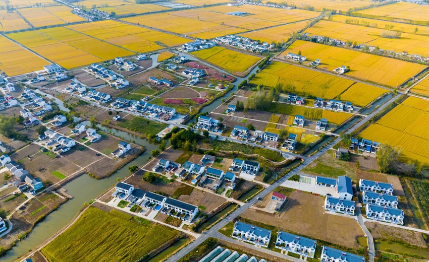 淮安市淮安區(qū)博里鎮(zhèn)博里村的稻田里一片金黃，即將收割。紀(jì)星名攝