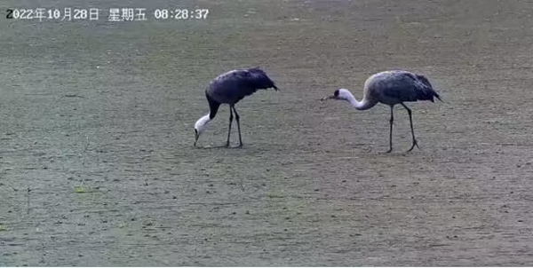 靖江馬洲島長江生物多樣性保護科學(xué)觀測研究站監(jiān)控視頻中的兩只白頭鶴