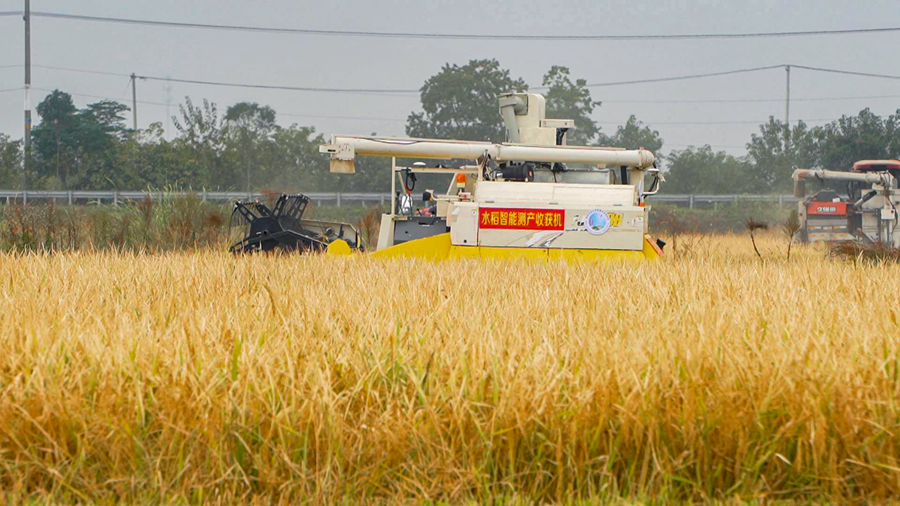 無人駕駛收割機還能根據(jù)定位測算畝產量。趙天攝