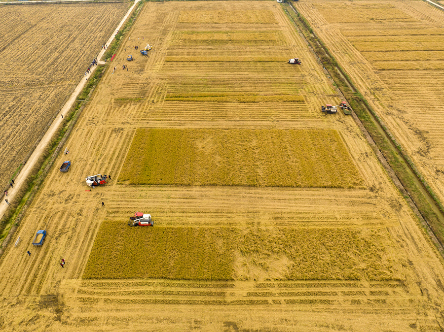 無人駕駛收割機田間“比武”。王璟巖攝