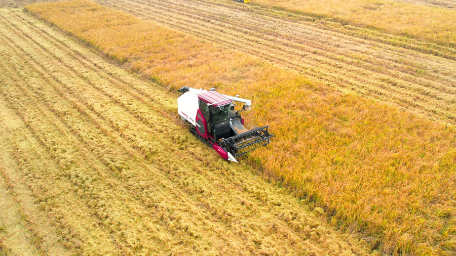 無人駕駛收割機在田間作業(yè)。張飛攝