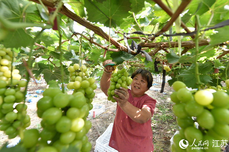 農(nóng)戶在大棚內(nèi)采摘陽(yáng)光玫瑰葡萄。吳俊攝
