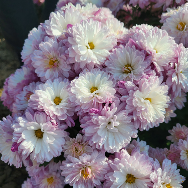“太空菊”在南農大湖熟菊花基地綻放。江融宣供圖