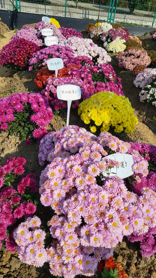 “太空菊”在南農大湖熟菊花基地綻放。江融宣供圖