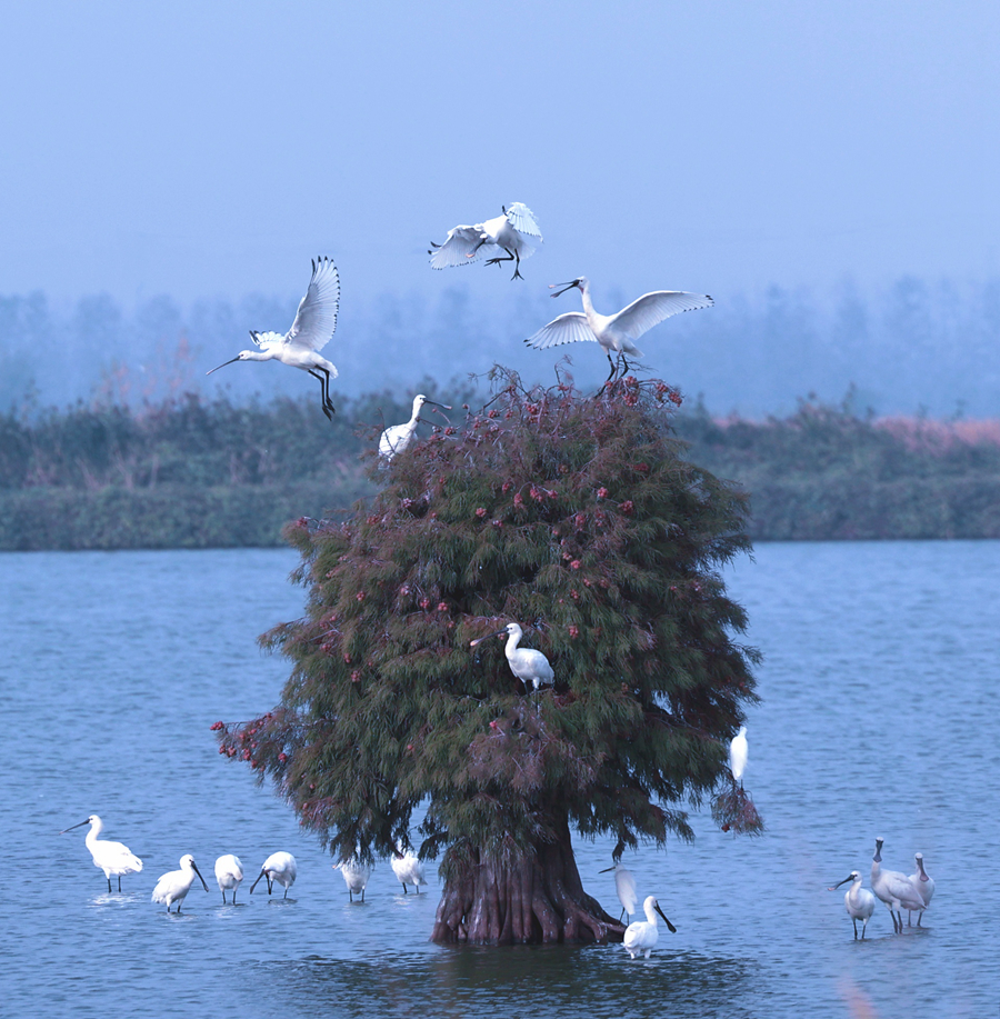一群白臉琵鷺在覓食、嬉戲。史道智攝
