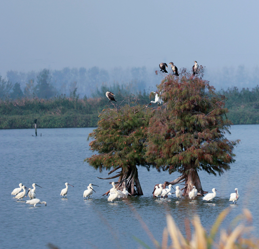 白臉琵鷺、野鸕鶿同棲一樹。史道智攝
