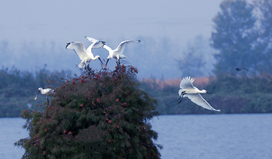白臉琵鷺在樹顛起舞。史道智攝