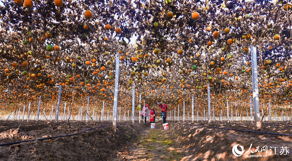 沭陽縣胡集鎮(zhèn)大徐村瓜簍迎來豐收季節(jié)。周永攝