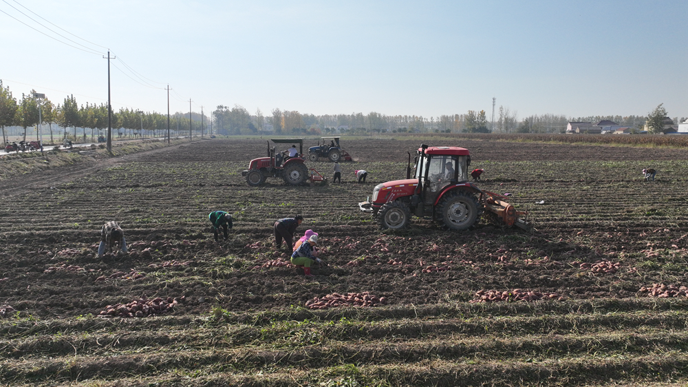 大型拖拉機(jī)所過之處，一壟壟紅薯翻滾而出。王華攝