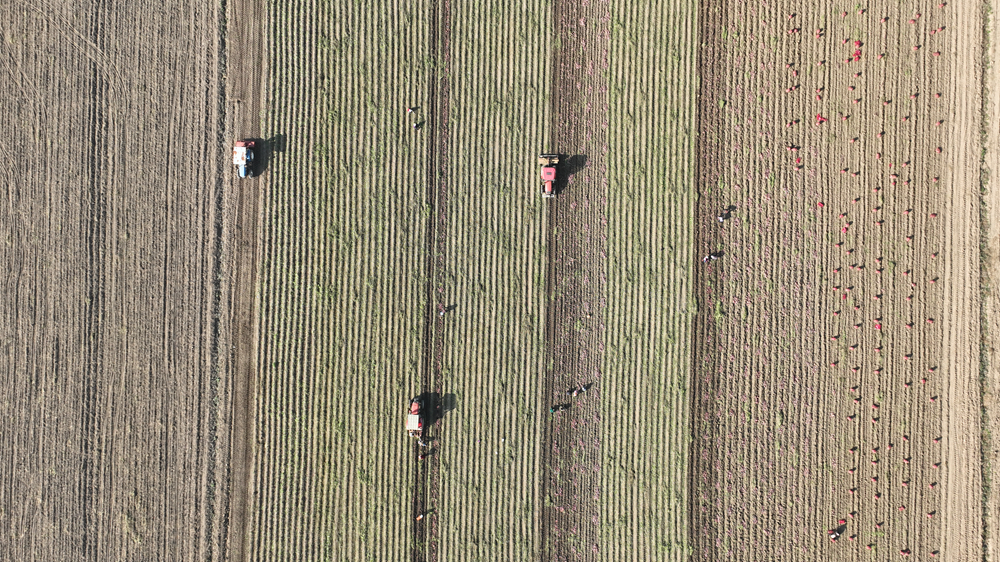 村民利用機械采收紅薯。王華攝