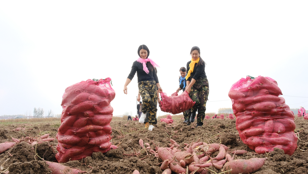 村民們采收紅薯。孫蓀攝