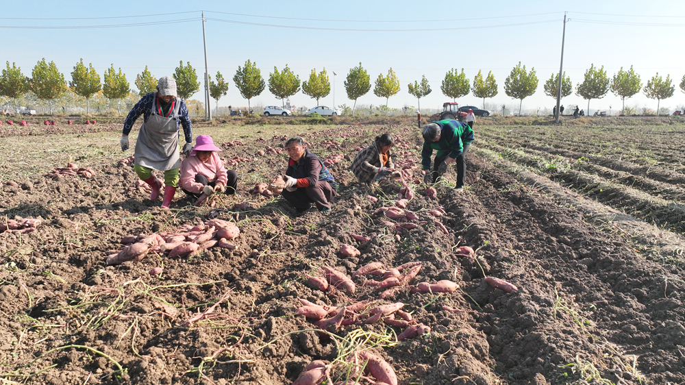村民們采收紅薯。王華攝