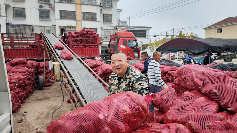 村民們裝運(yùn)紅薯。孫蓀攝
