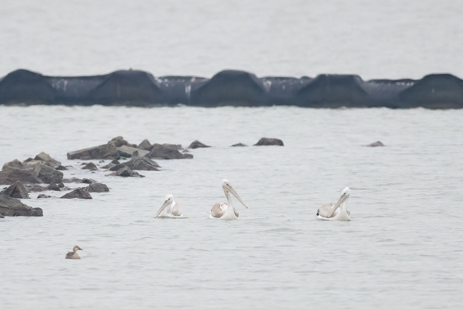 無錫大溪港濕地公園發(fā)現3只卷羽鵜鶘。蘇濤攝