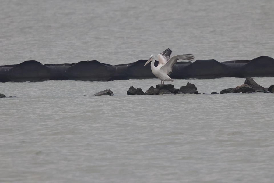 卷羽鵜鶘在公園內(nèi)飛舞、休憩。任旭清攝