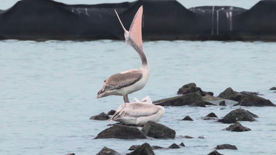 卷羽鵜鶘身長約180厘米，頸背具卷曲的冠羽。朱曉東攝