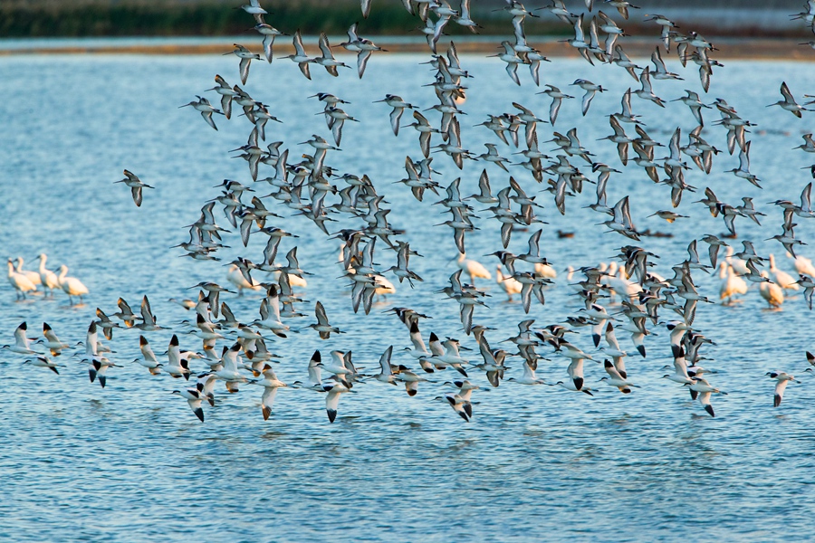 “鳥類天堂”迎來(lái)候鳥。單中華攝