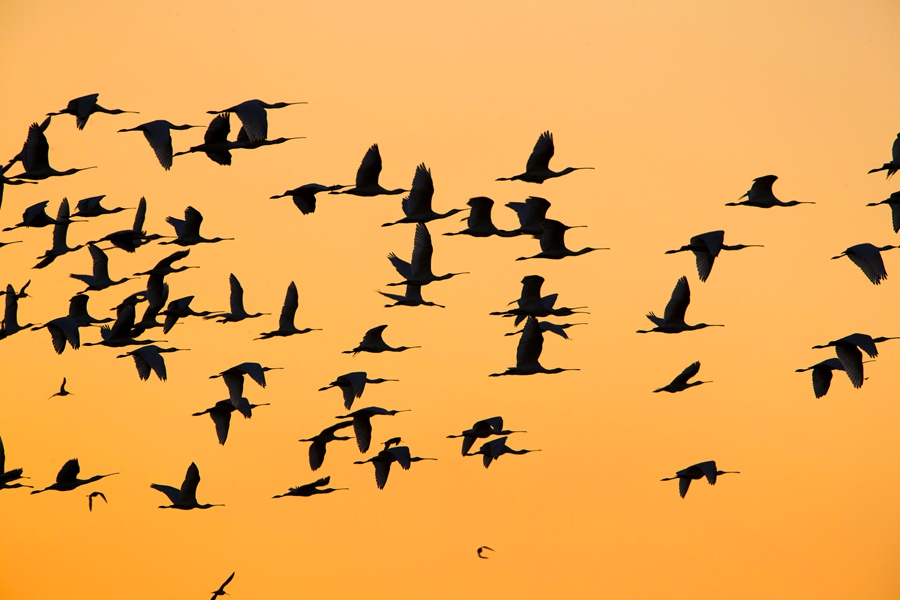 鸻飛鷸舞。單中華攝