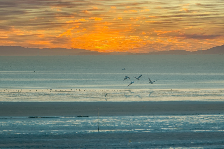 卷羽鵜鶘停棲。單中華攝