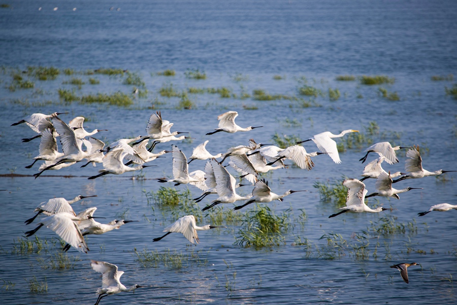 琵鷺展翅。單中華攝