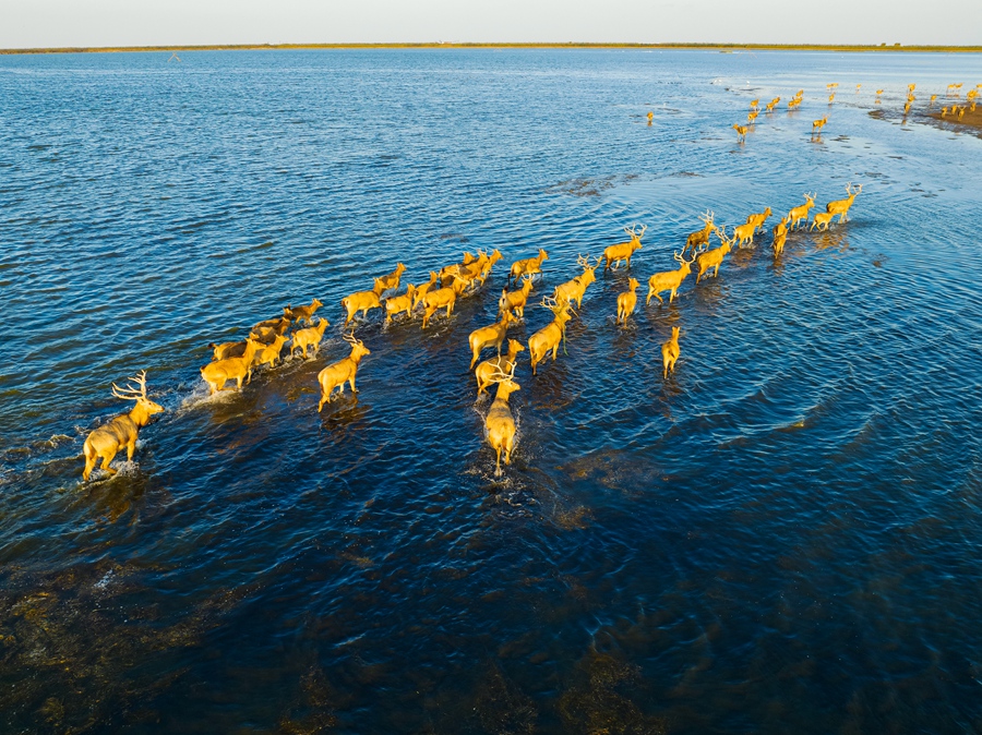 麋鹿競相追逐。單中華攝