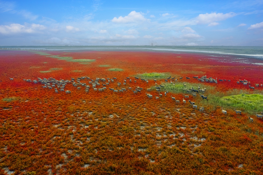 濕地鹿舞。單中華攝