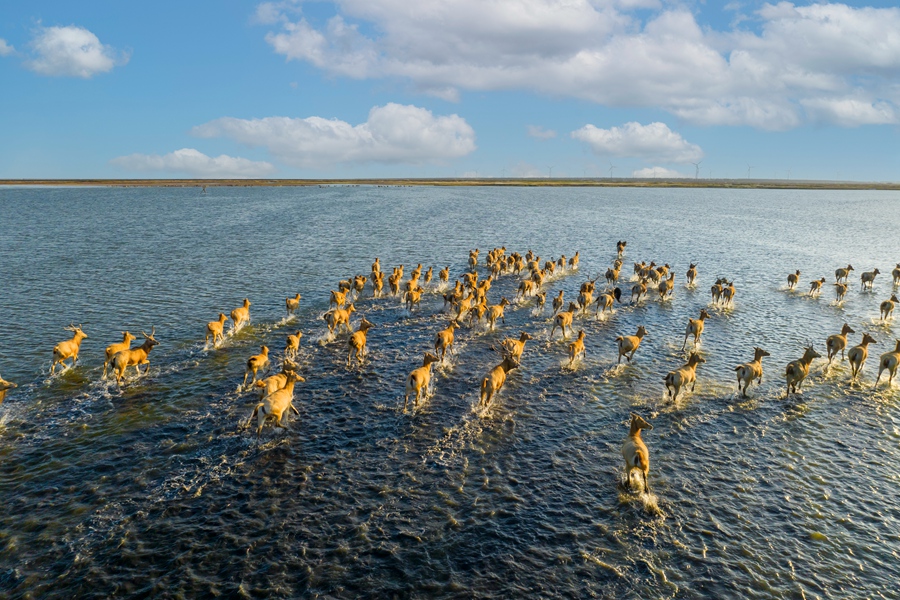 麋鹿群泅渡。單中華攝