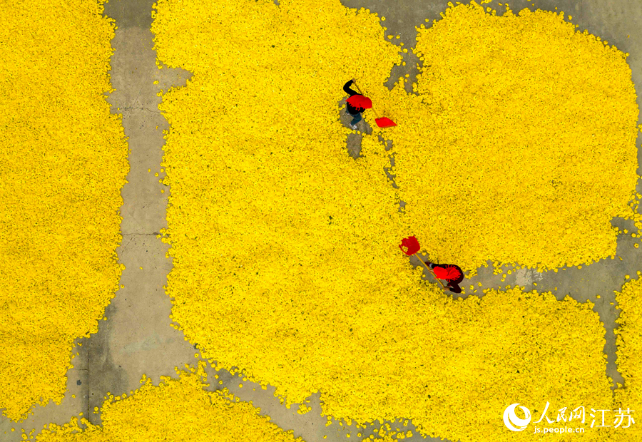 村民在加工基地給金絲皇菊散熱。湯德宏攝