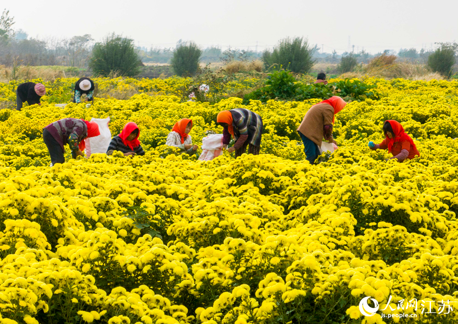 “千垛菊花”迎來豐收。湯德宏攝