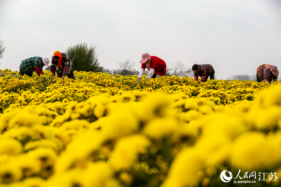 村民采摘婺源皇菊。湯德宏攝