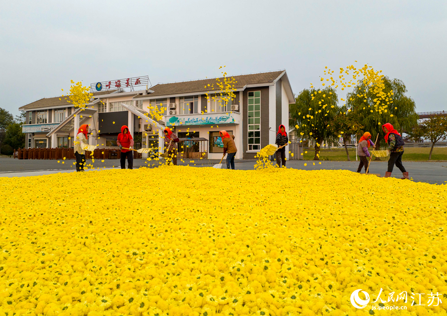 村民在給金絲皇菊散熱。湯德宏攝