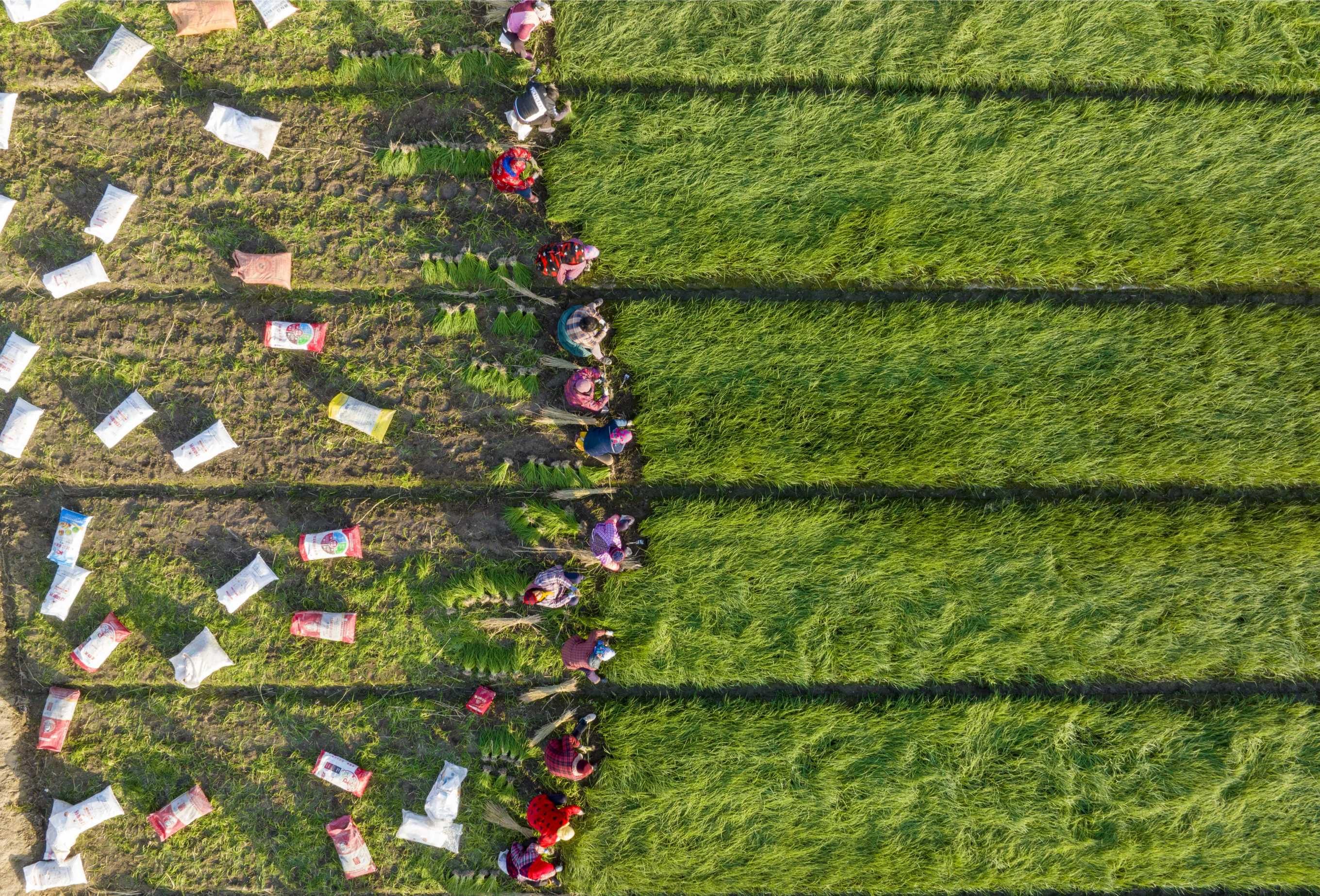 蔥農(nóng)在洋蔥種植基地移栽洋蔥苗。周社根攝
