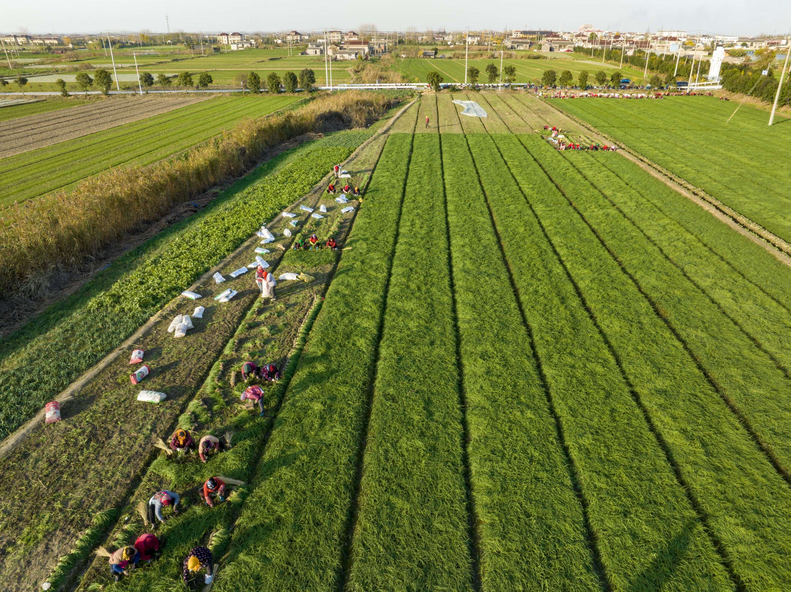 聯(lián)鎮(zhèn)村此次移栽的洋蔥苗約有1000畝。唐海翔攝
