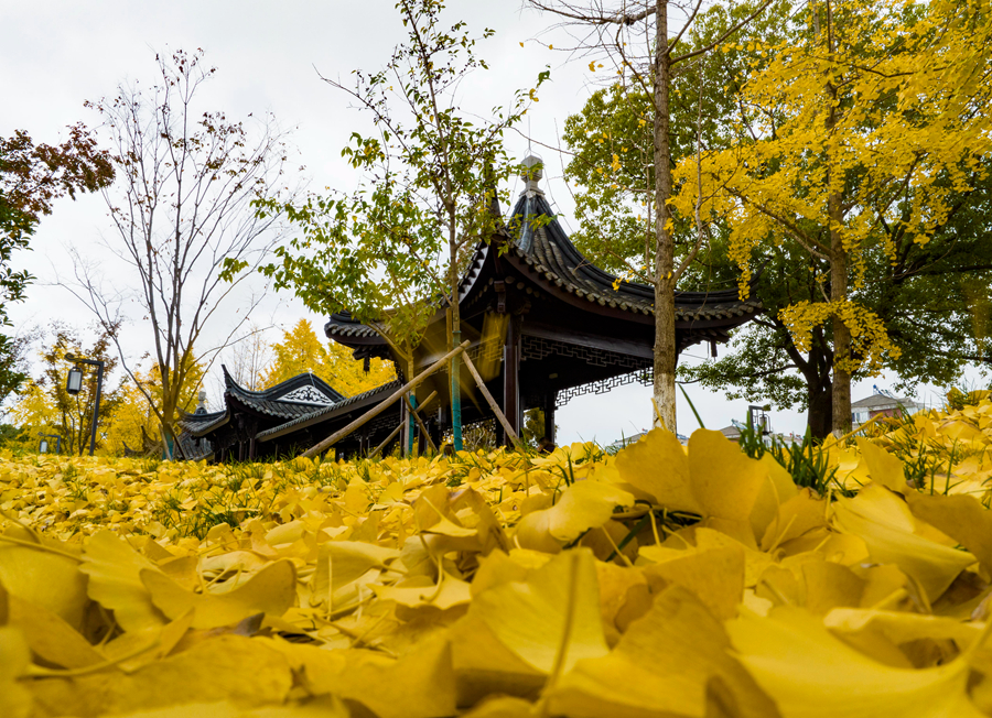遍地銀杏葉金燦燦。周社根攝