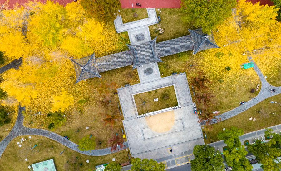 初冬銀杏與公園亭廊相互映襯。周社根攝