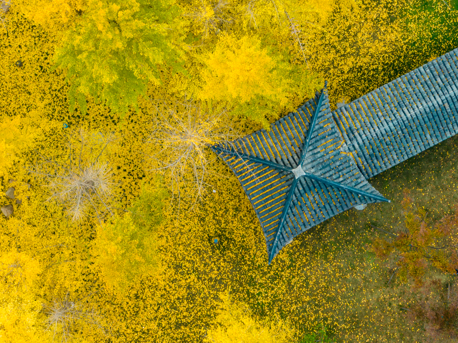 金黃的銀杏葉灑滿路面。周社根攝