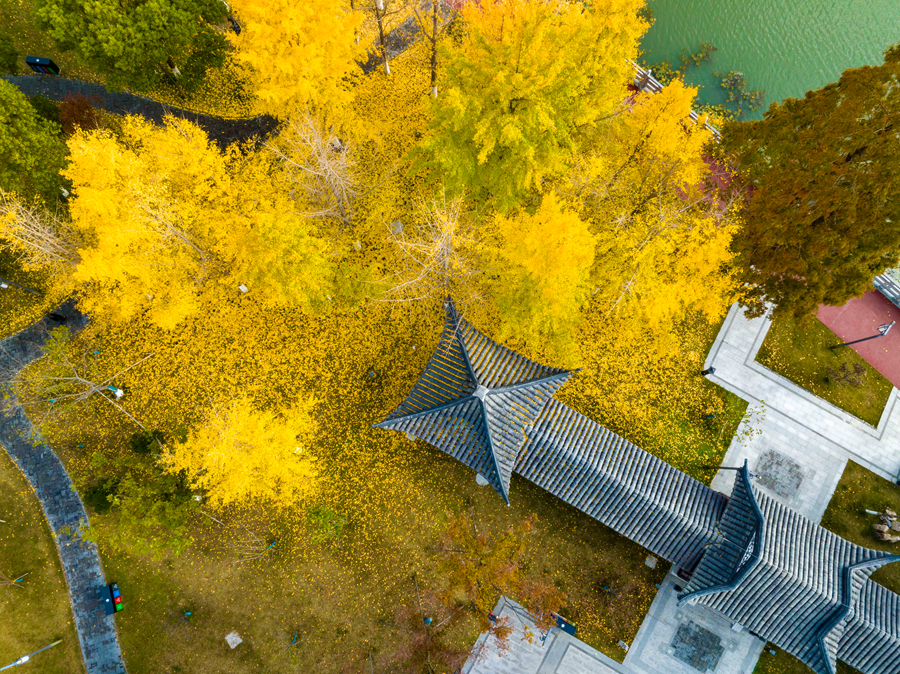 遍地銀杏葉金燦燦。周社根攝