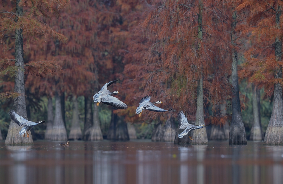 斑頭雁在池杉林間盤旋。周強(qiáng)攝