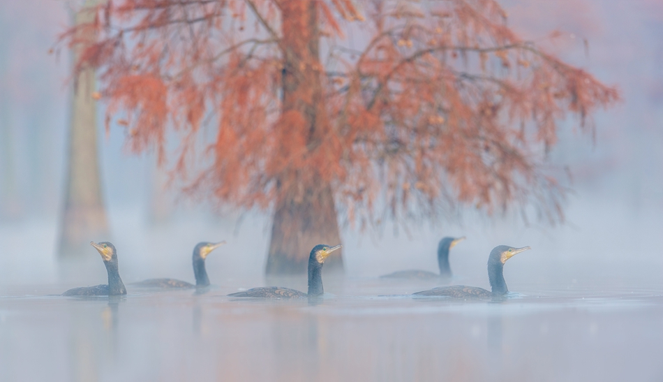  晨霧中嬉戲的鸕鶿。周強(qiáng)攝