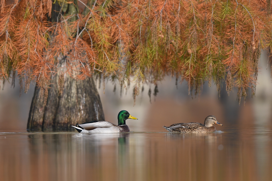  綠頭鴨穿梭在林間。周強(qiáng)攝