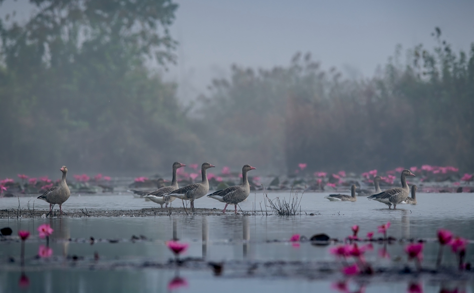 大雁飛來越冬。周強攝