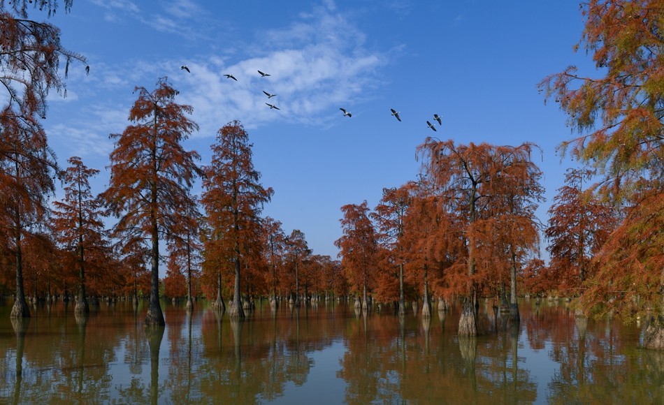  群鳥凌空飛起。周強(qiáng)攝