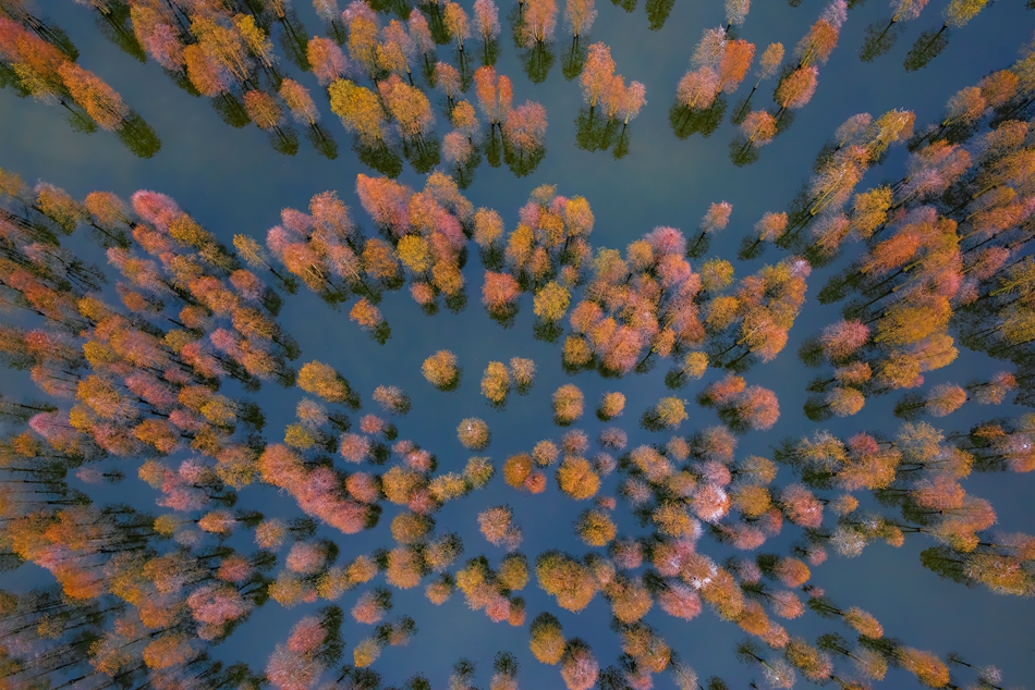 挺直的池杉樹猶如撐起了千萬把紅傘。周強(qiáng)攝