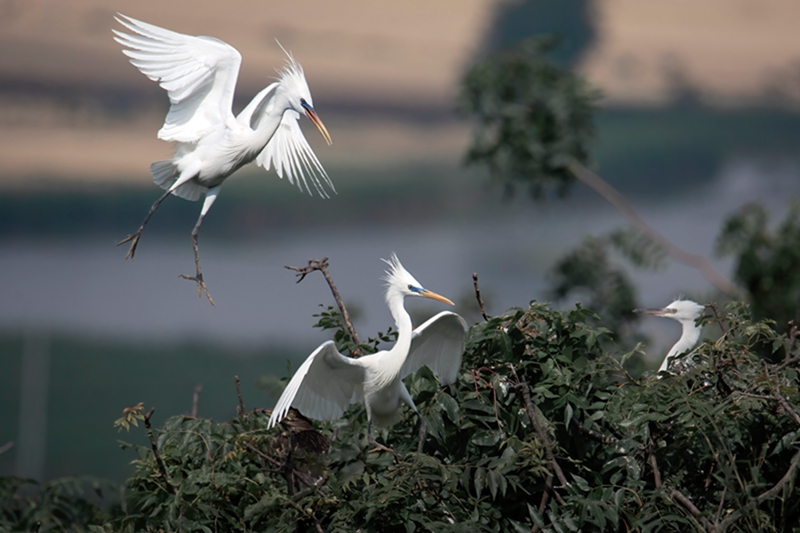 配圖：徐圩新區(qū)內黃嘴白鷺。洋井集團供圖
