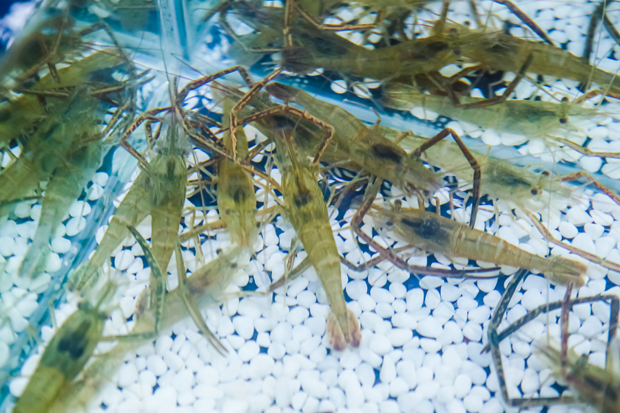 溧陽(yáng)青蝦獲此次大賽銅獎(jiǎng)。江蘇省農(nóng)業(yè)農(nóng)村廳供圖