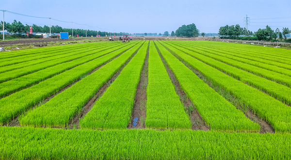 資料圖片，東海糧食長勢喜人。東海縣委宣傳部供圖