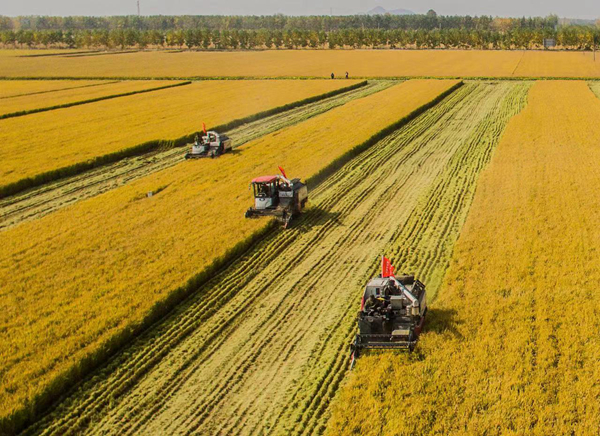 資料圖片，東海糧食喜獲豐收。東?？h委宣傳部供圖
