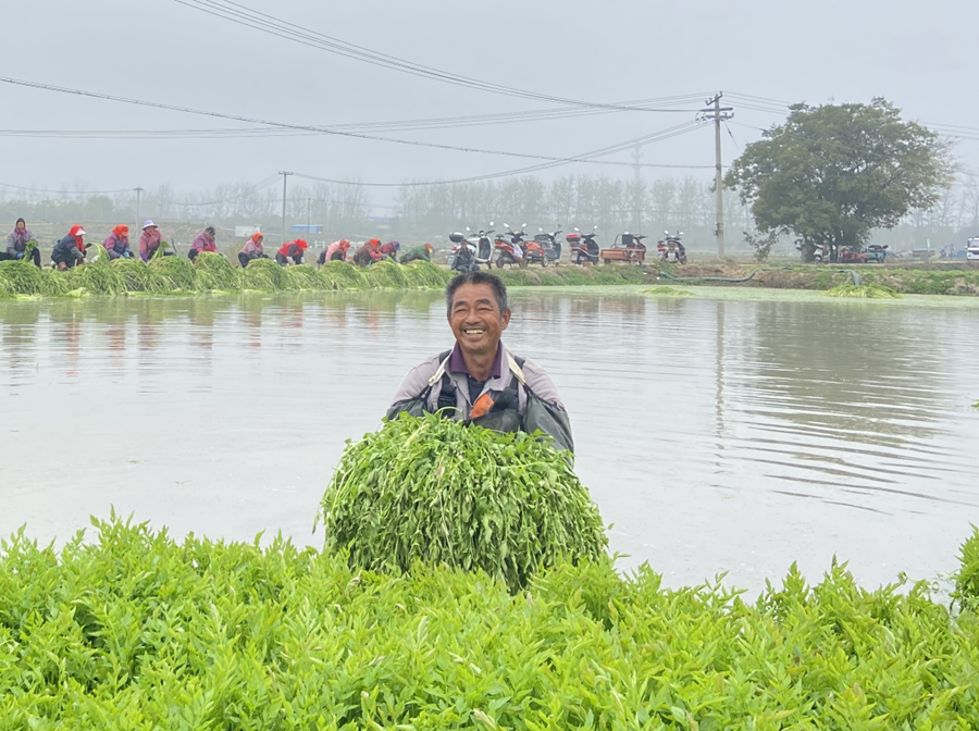 農(nóng)民展示剛收割的水芹。劉亞京攝