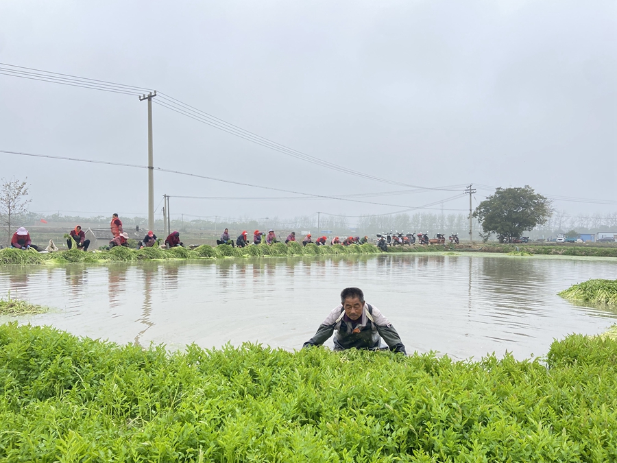 農(nóng)民身穿皮褲，手揮彎刀，收割水芹。劉亞京攝